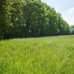 Vakantiehuis Met Omheinde Tuin Op De Veluwe Hulshorst
