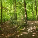 Met Omheinde Tuin Op De Veluwe * Hulshorst